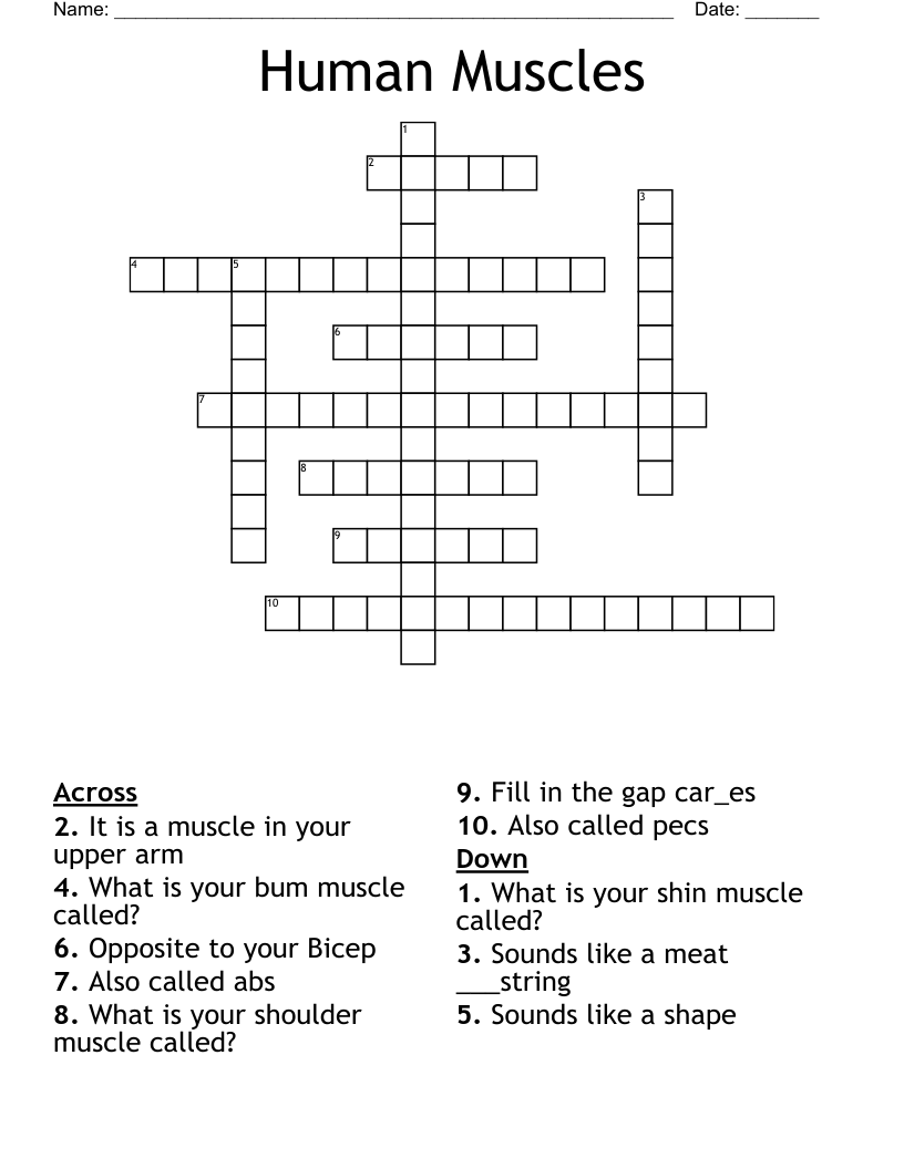 Human Muscles Crossword