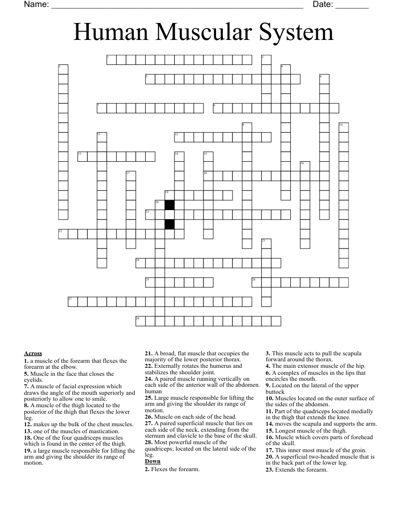 Human Muscular System Crossword