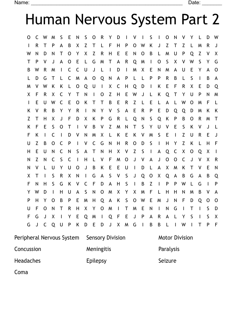 Human Nervous System Part 2 Word Search