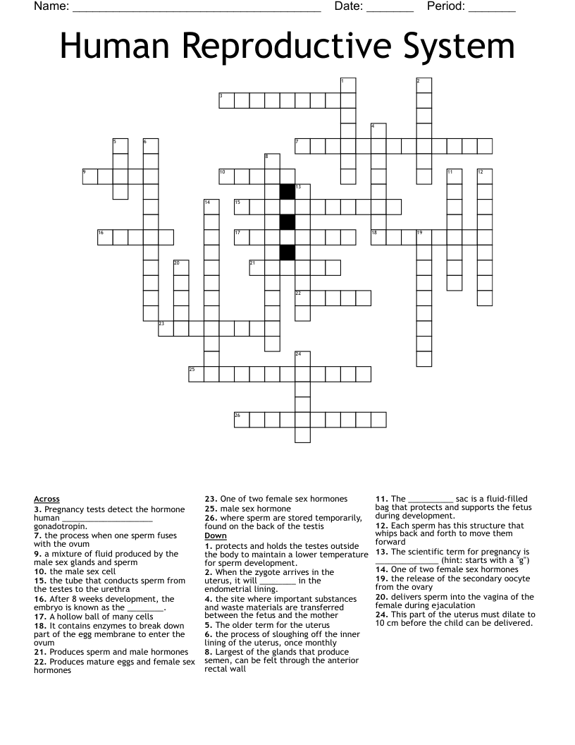 Human Reproductive System Crossword