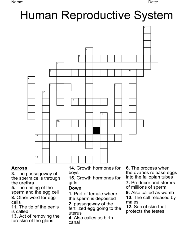 Human Reproductive System Crossword