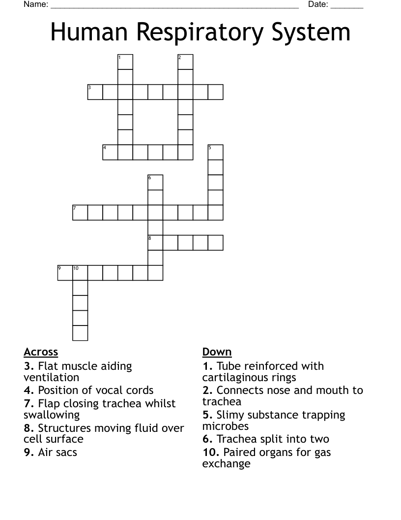 Human Respiratory System Crossword