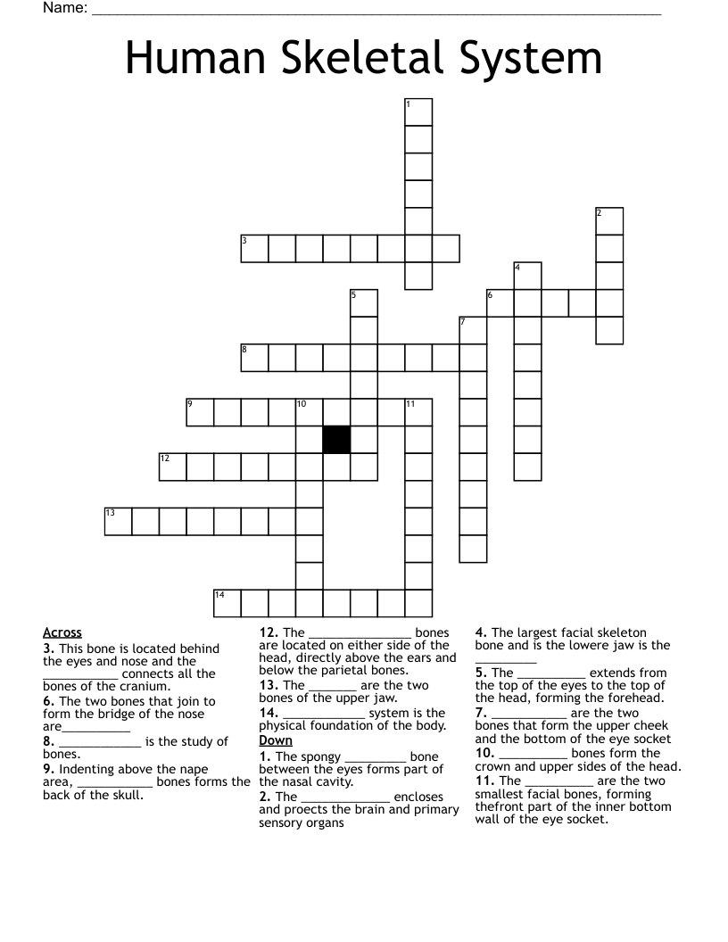 Human Skeletal System Crossword