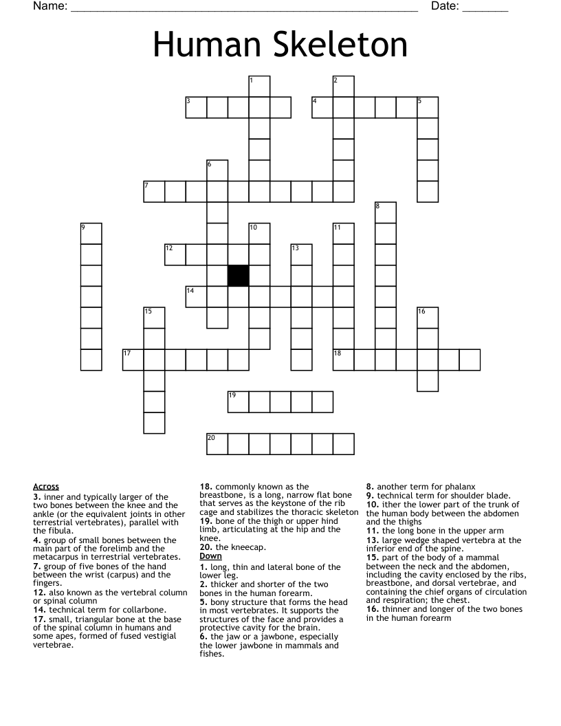 Human Skeleton Crossword