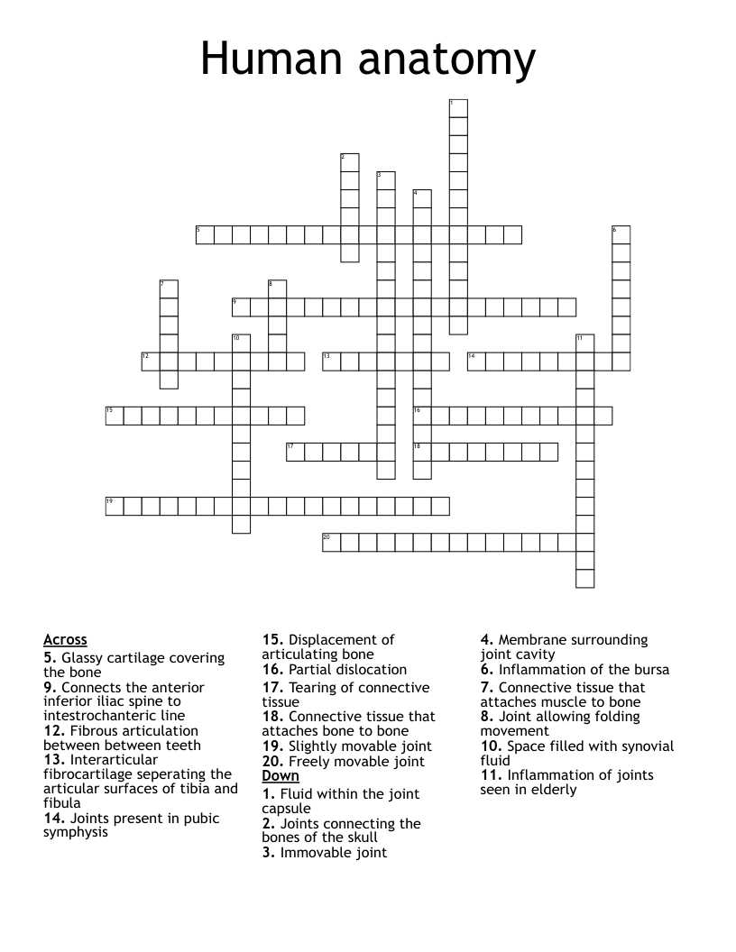 Human anatomy Crossword