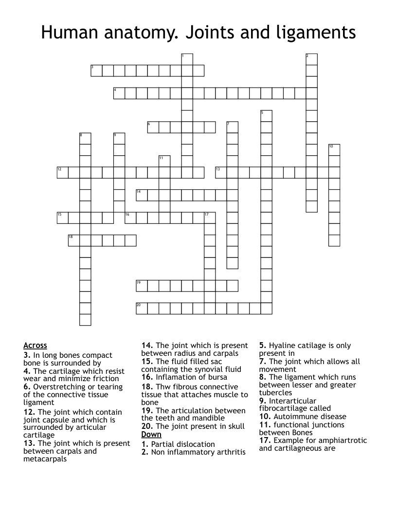 Human anatomy. Joints and ligaments Crossword
