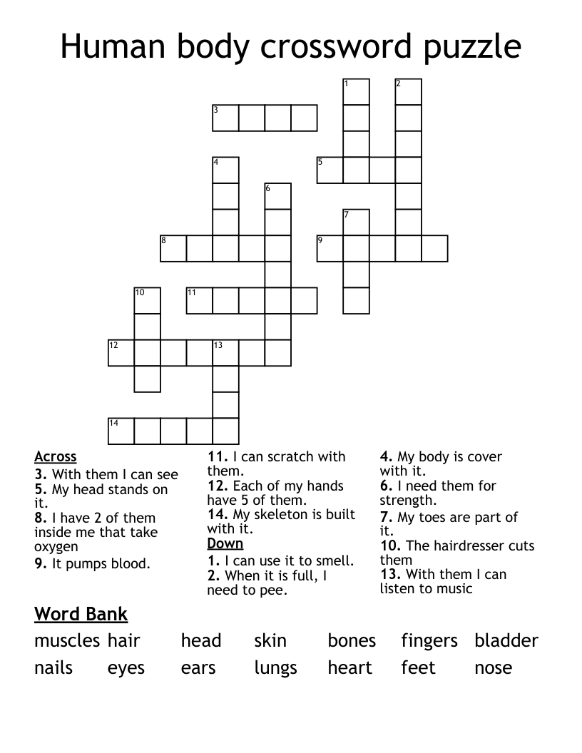 Human body crossword puzzle
