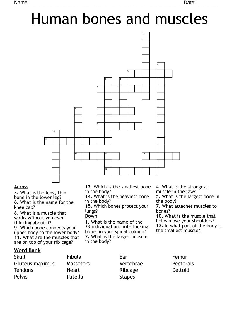 Human bones and muscles Crossword