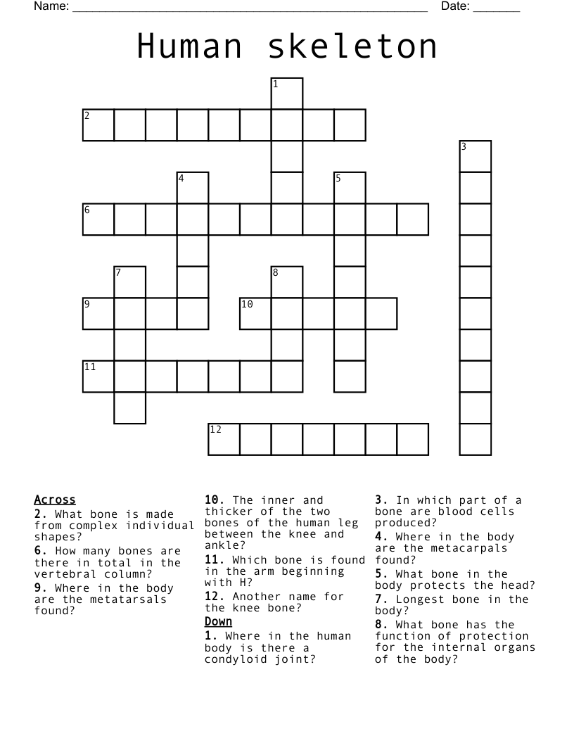 Human skeleton Crossword