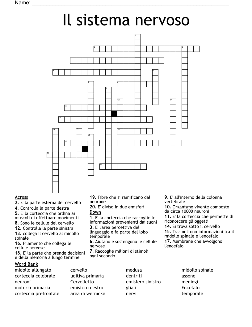 Il sistema nervoso Crossword
