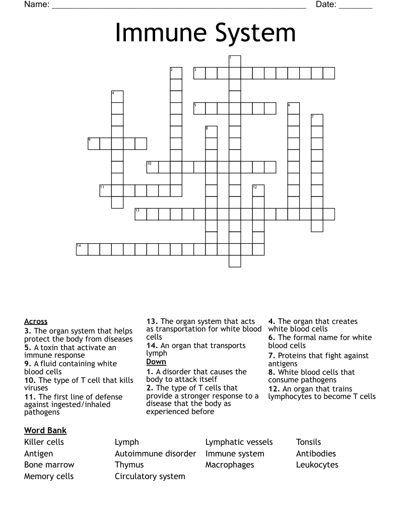 Immune System Crossword