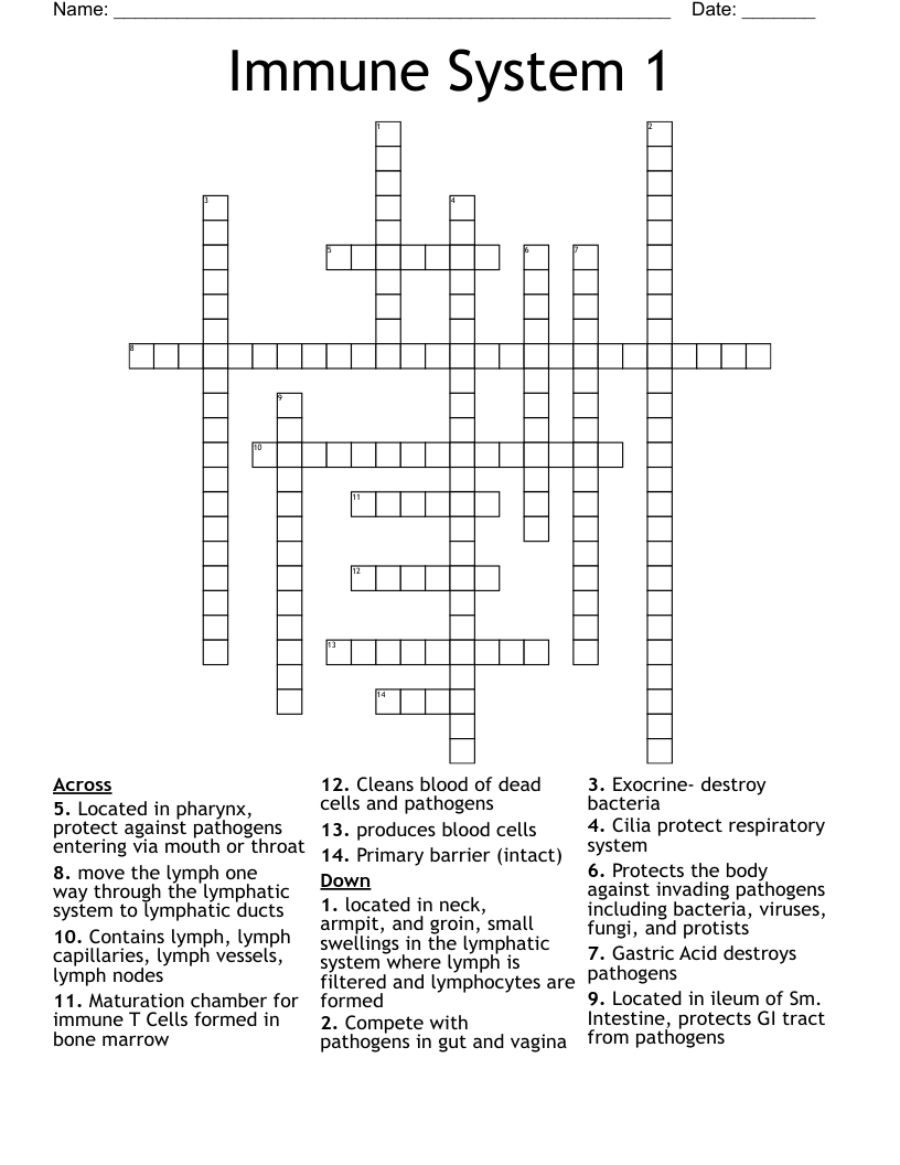 Immune System 1 Crossword