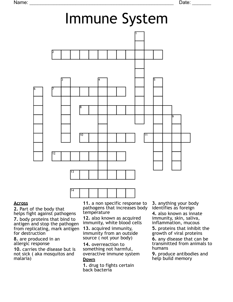 Immune System  Crossword