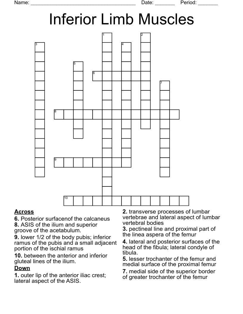 Inferior Limb Muscles Crossword