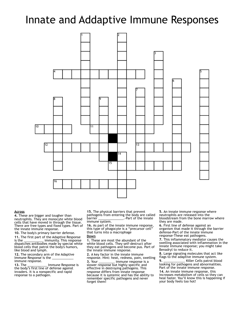Innate and Addaptive Immune Responses Crossword