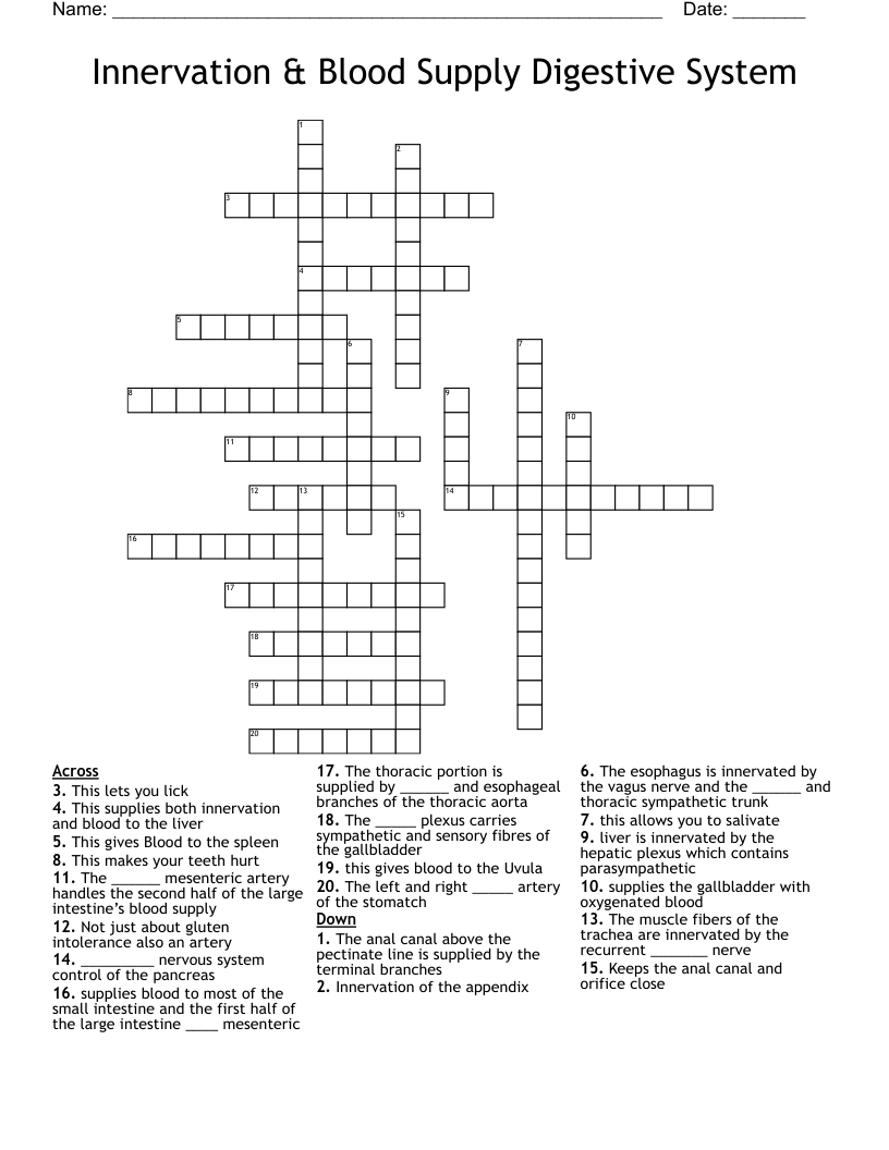 Innervation & Blood Supply Digestive System Crossword