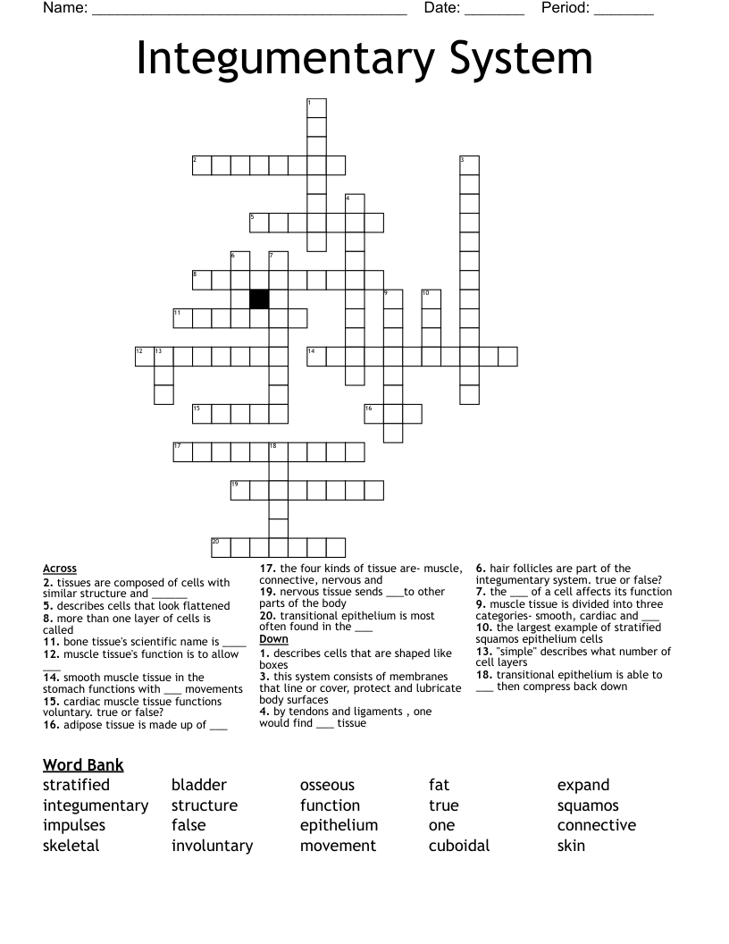 Integumentary System Crossword