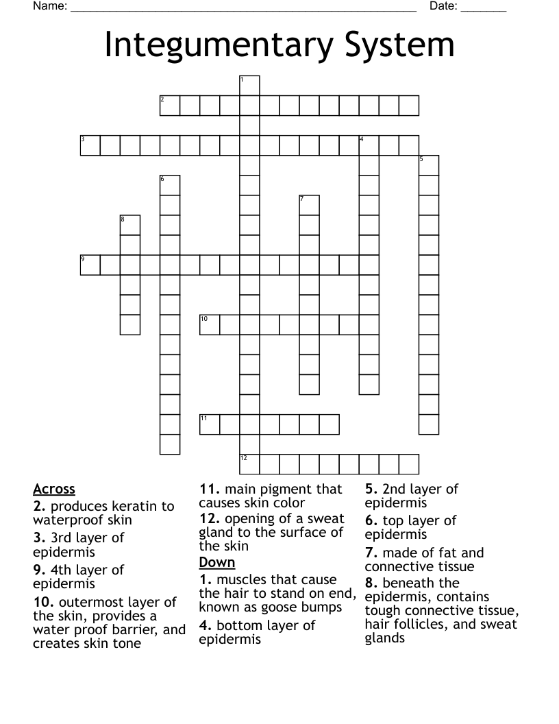 Integumentary System Crossword