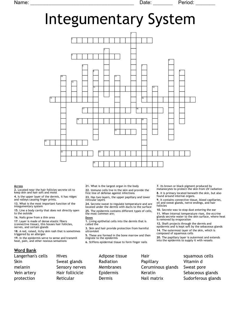 Integumentary System Crossword