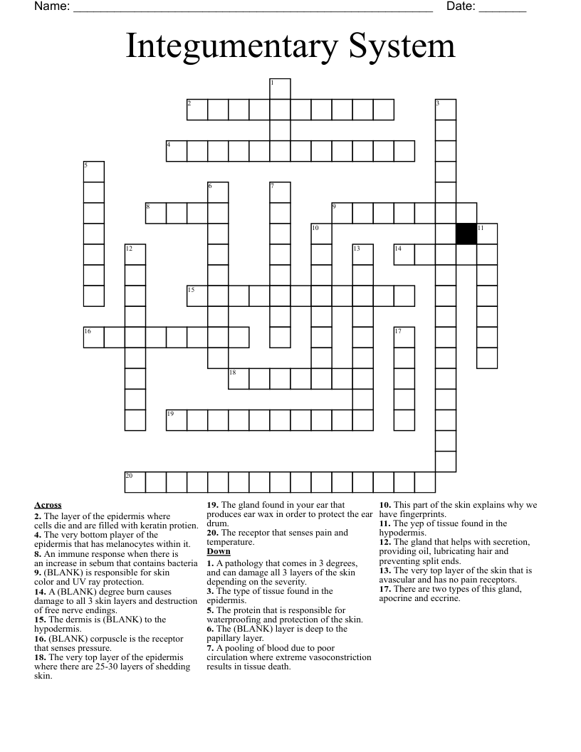 Integumentary System Crossword