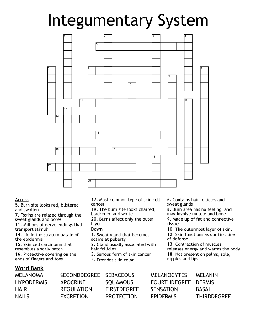 Integumentary System Crossword