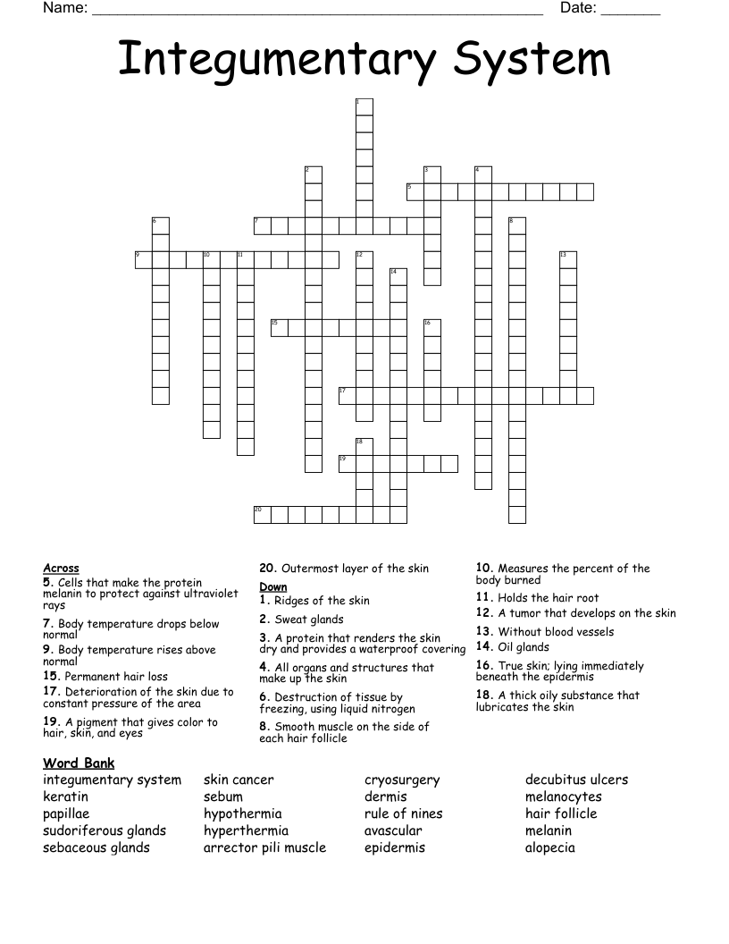 Integumentary System Crossword