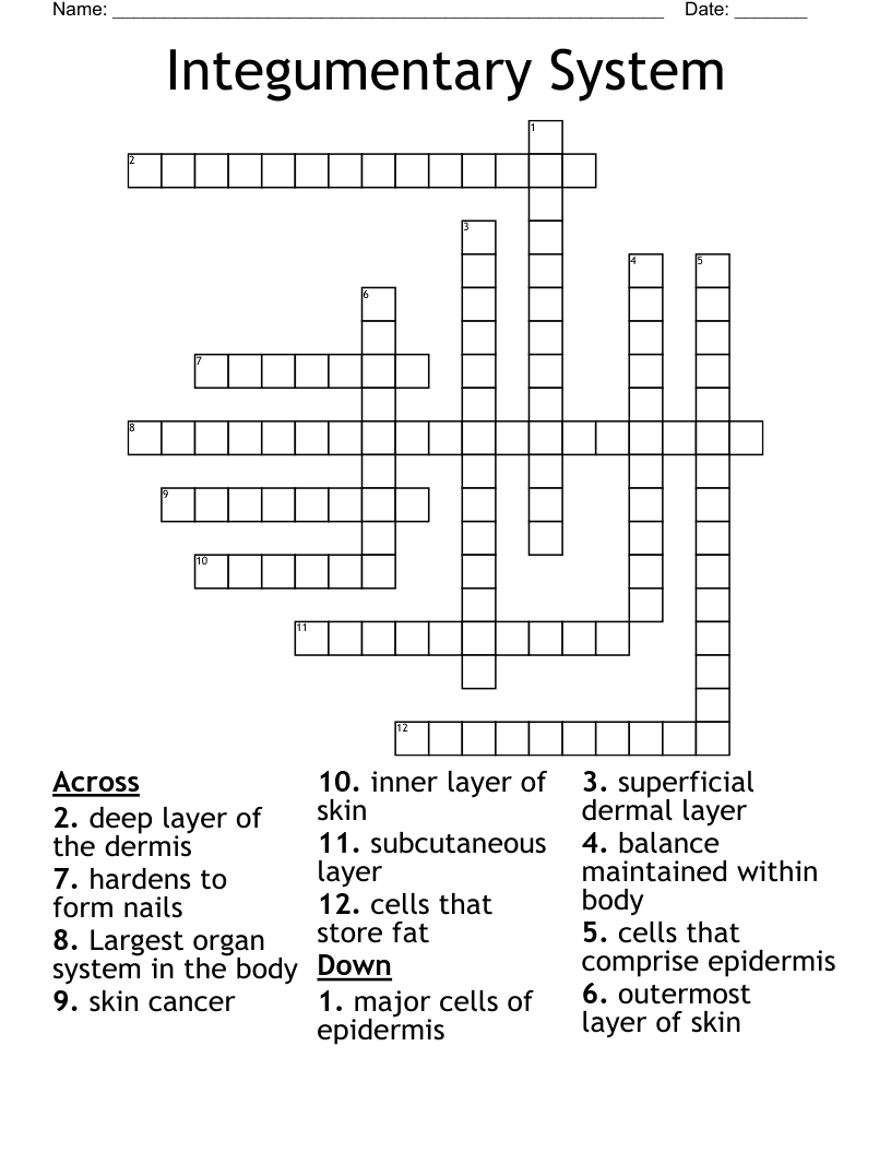 Integumentary System Crossword