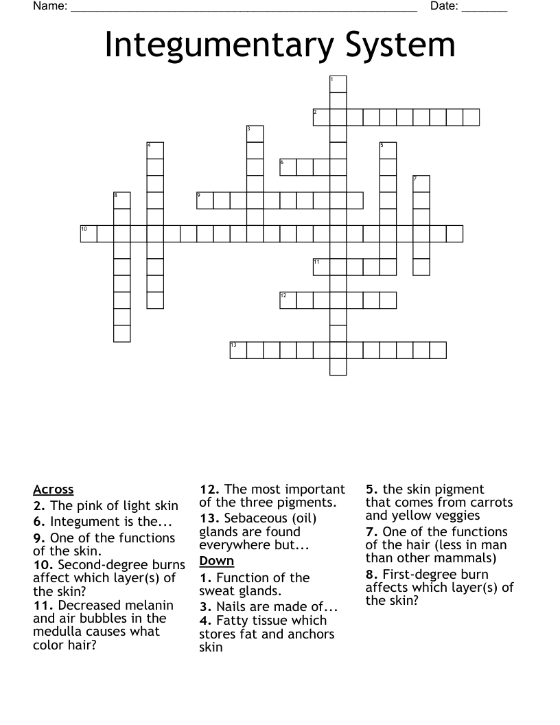 Integumentary System Crossword