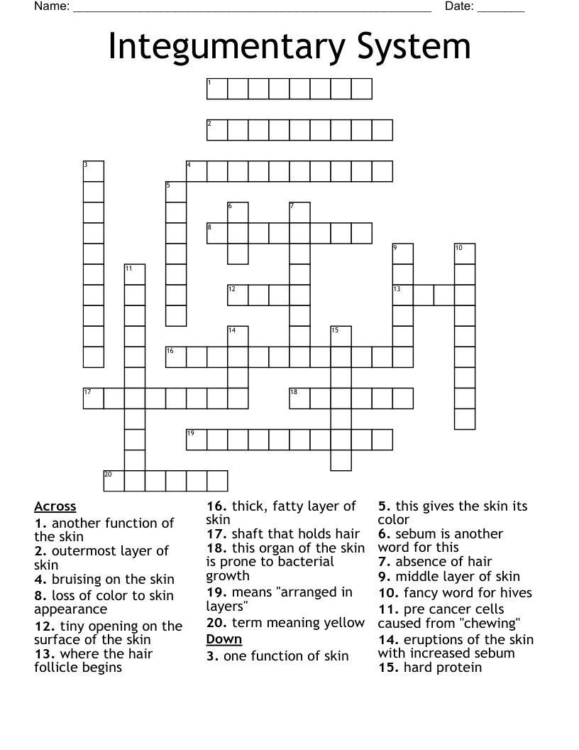 Integumentary System Crossword