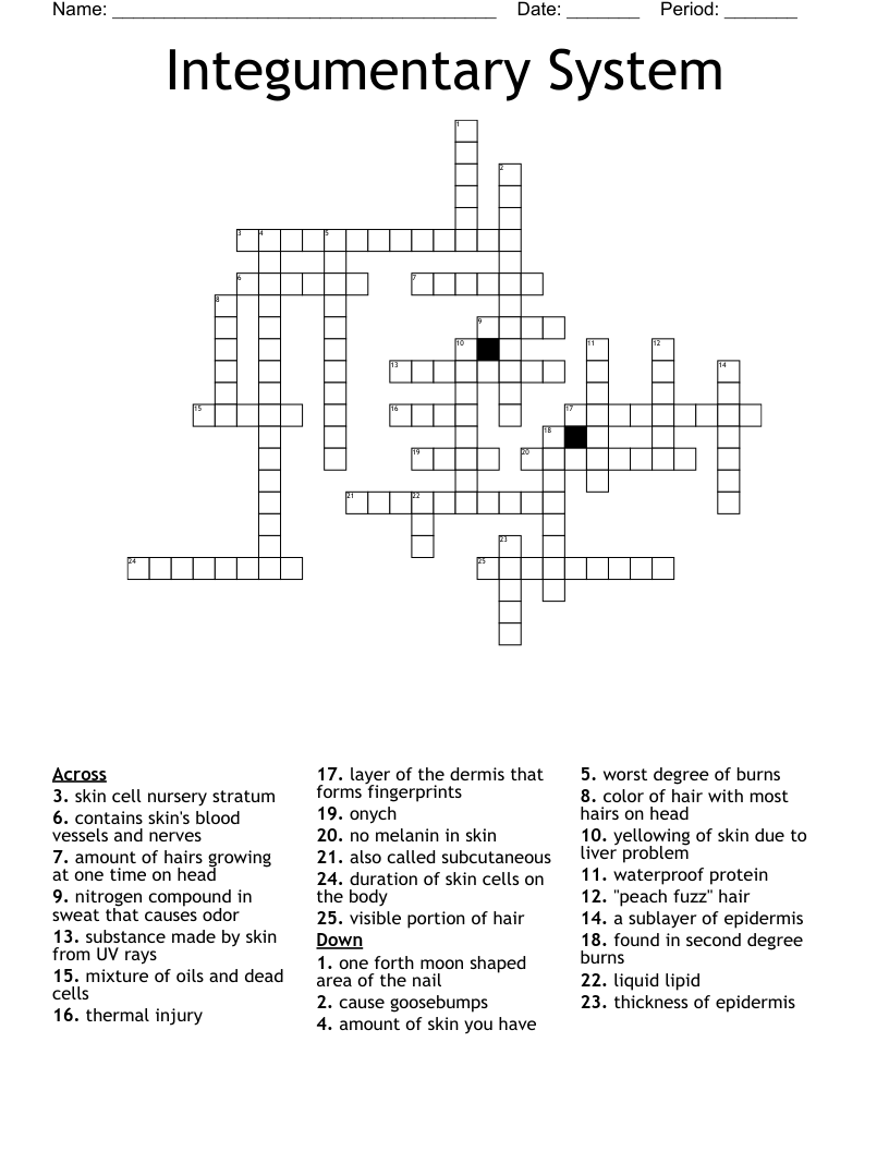 Integumentary System Crossword