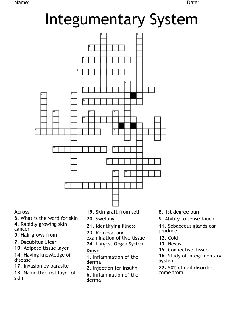 Integumentary System Crossword