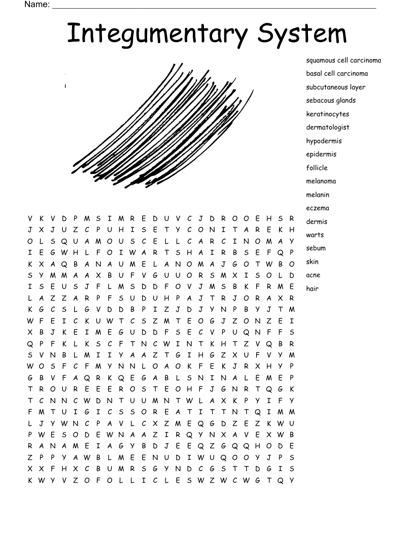 Integumentary System Word Search