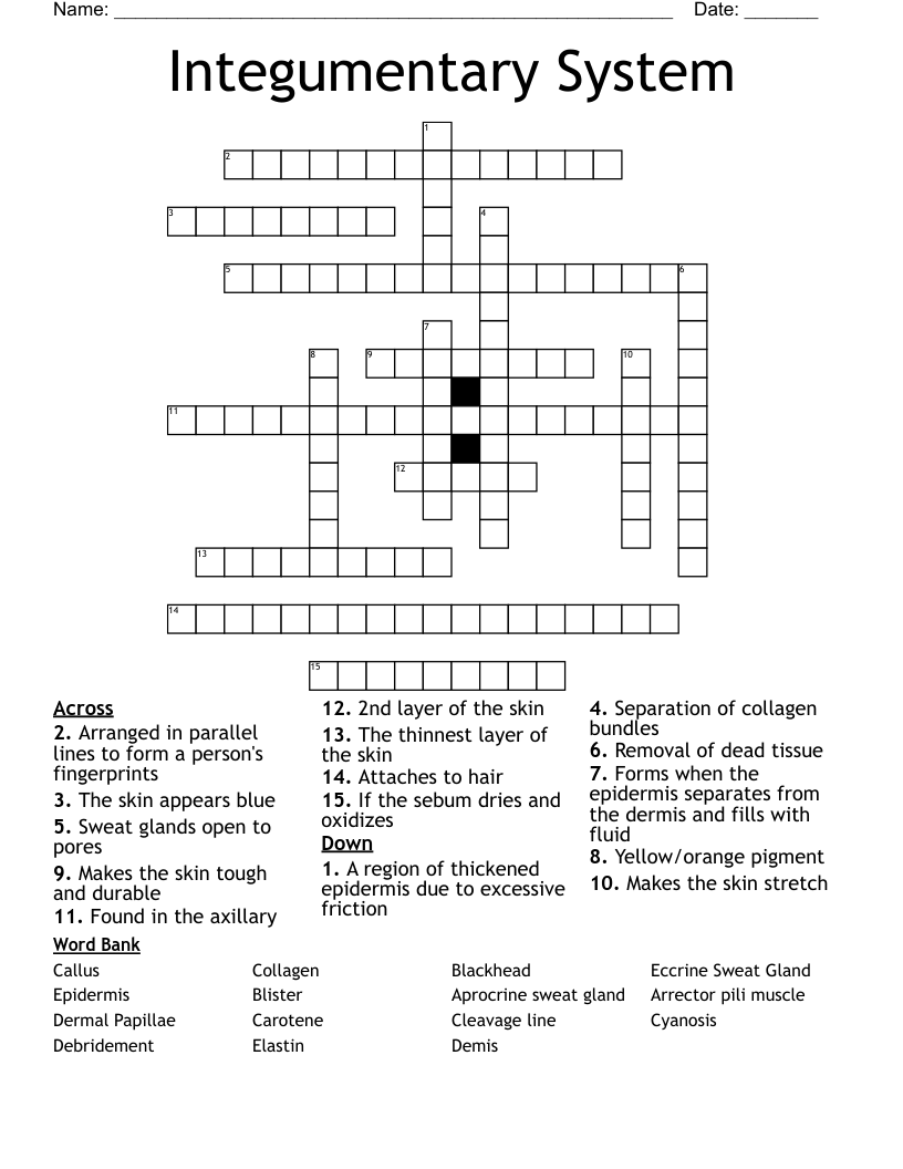 Integumentary System  Crossword