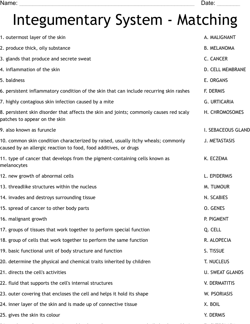 Integumentary System - Matching Worksheet