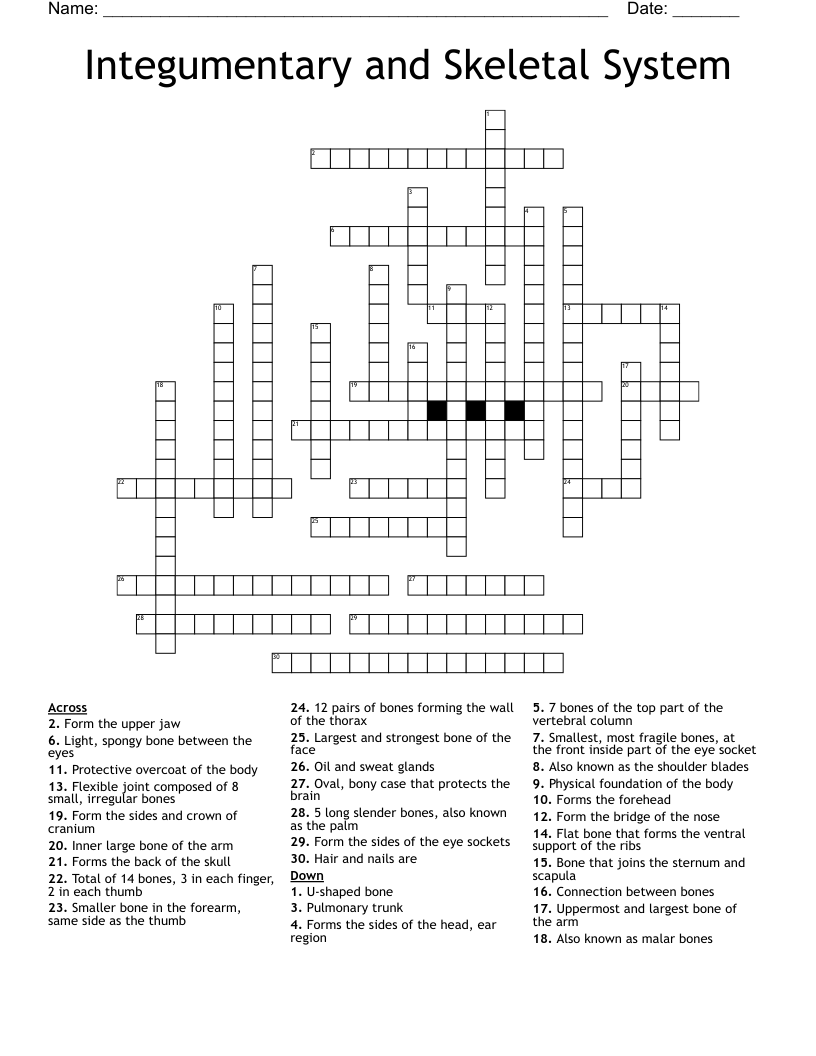 Integumentary and Skeletal System Crossword