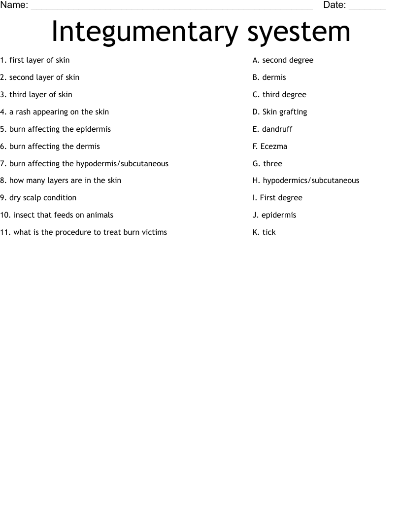 Integumentary syestem Worksheet
