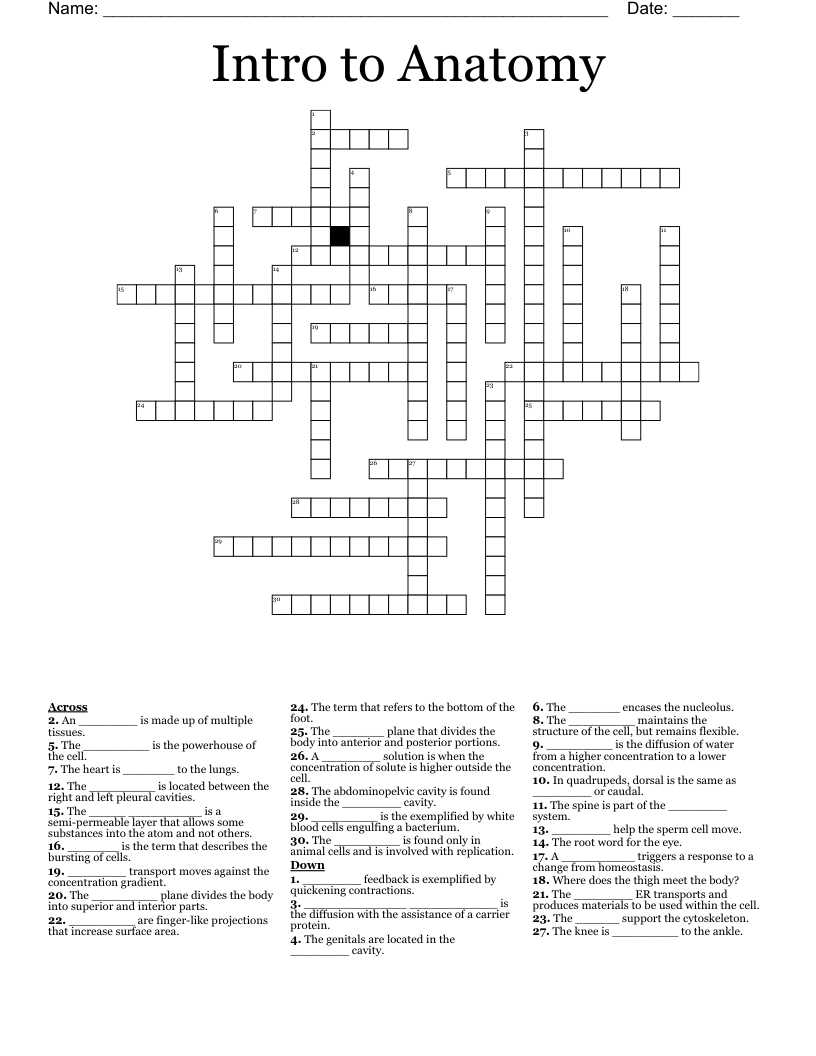 Intro to Anatomy Crossword