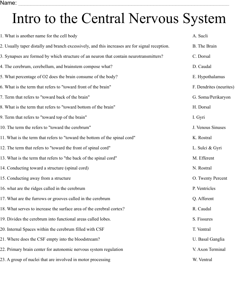 Intro to the Central Nervous System Worksheet