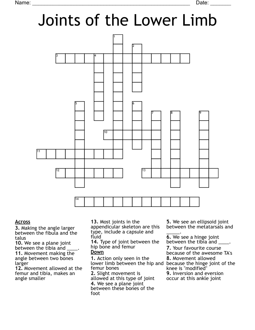 Joints of the Lower Limb Crossword