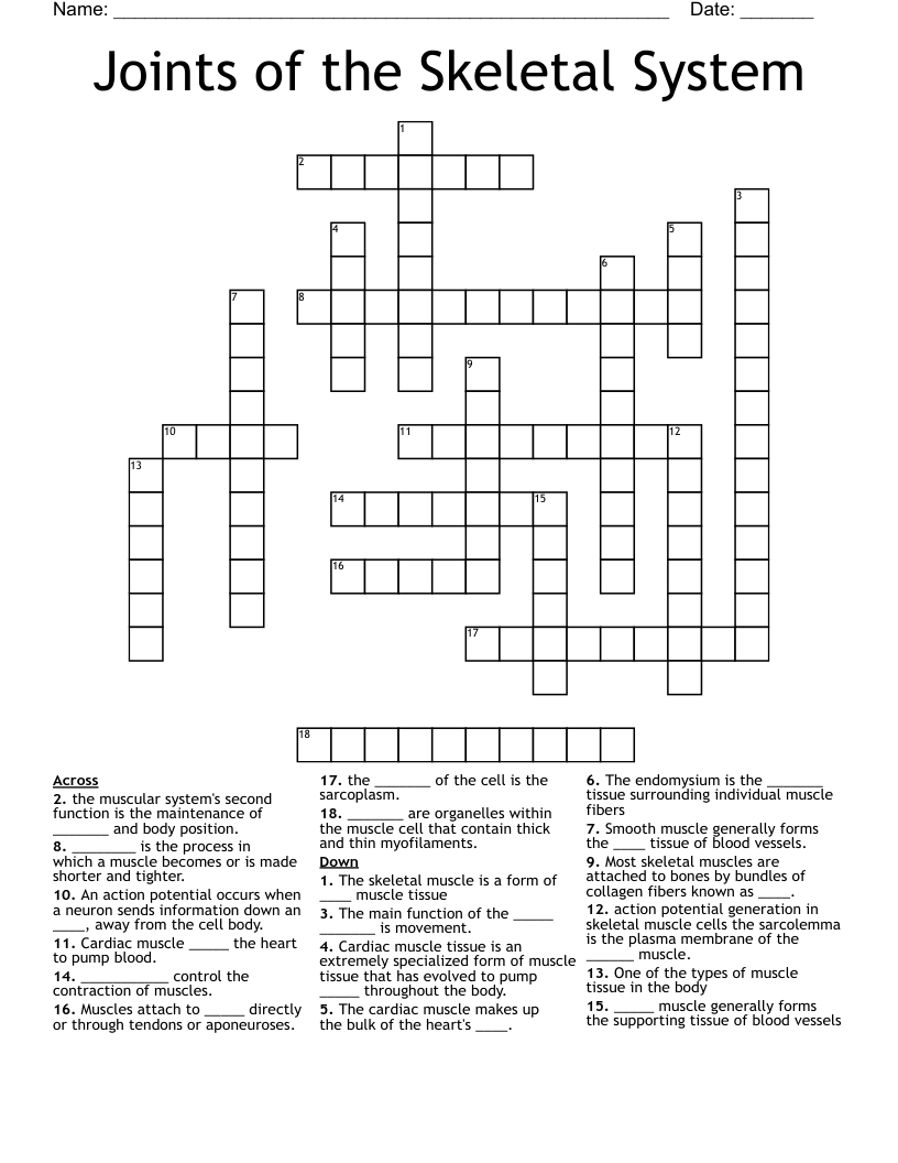 Joints of the Skeletal System Crossword
