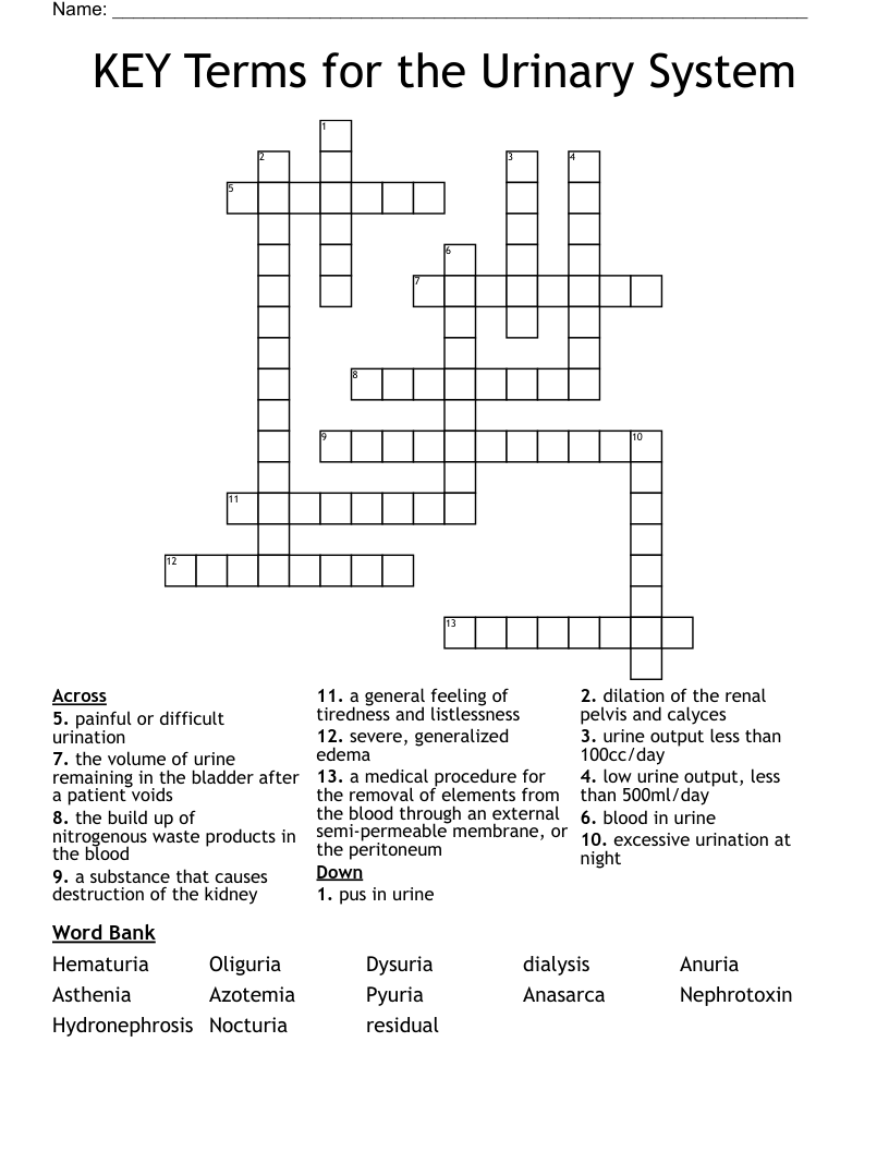 KEY Terms for the Urinary System Crossword
