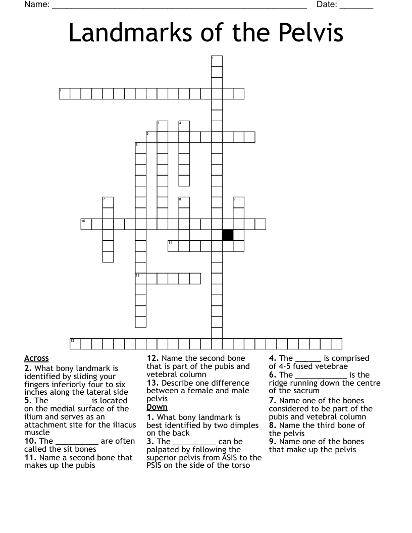 Landmarks of the Pelvis Crossword