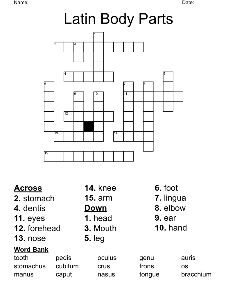 Latin Body Parts Crossword