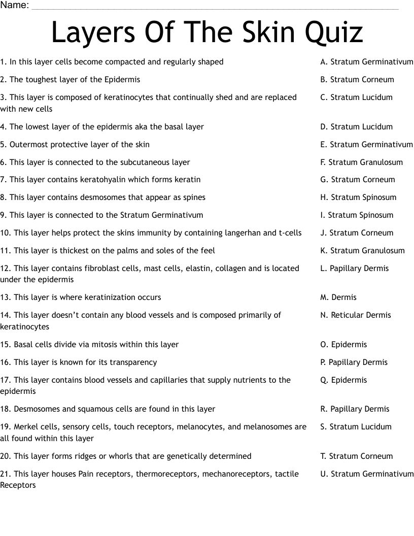 Layers Of The Skin Quiz  Worksheet