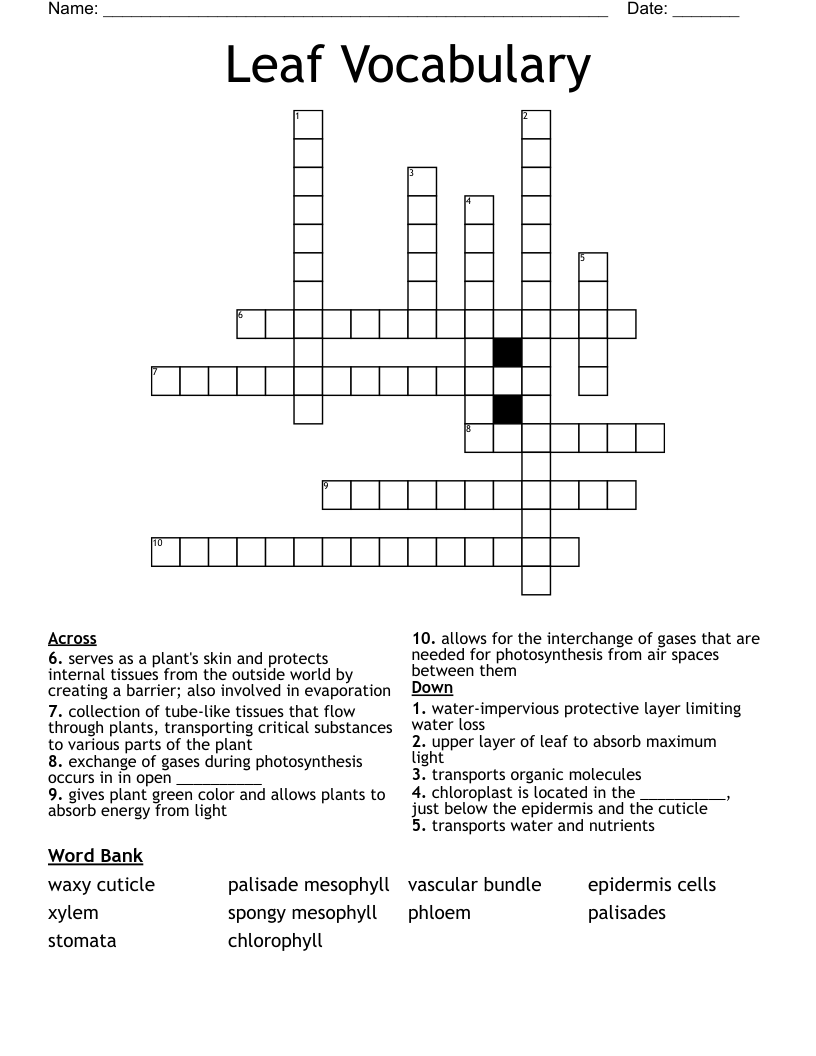 Leaf Vocabulary Crossword