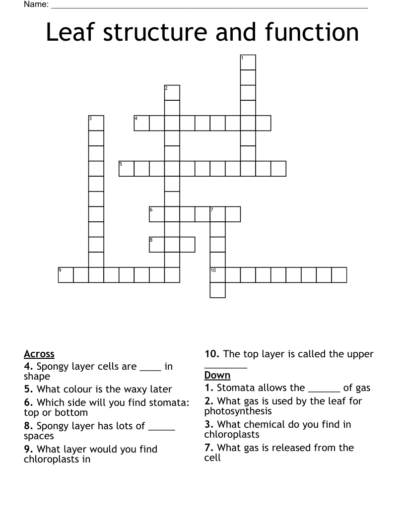 Leaf structure and function  Crossword