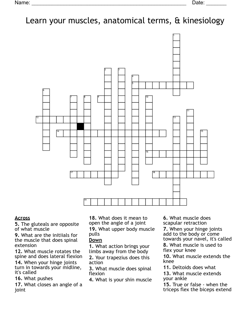 Learn your muscles, anatomical terms, & kinesiology Crossword