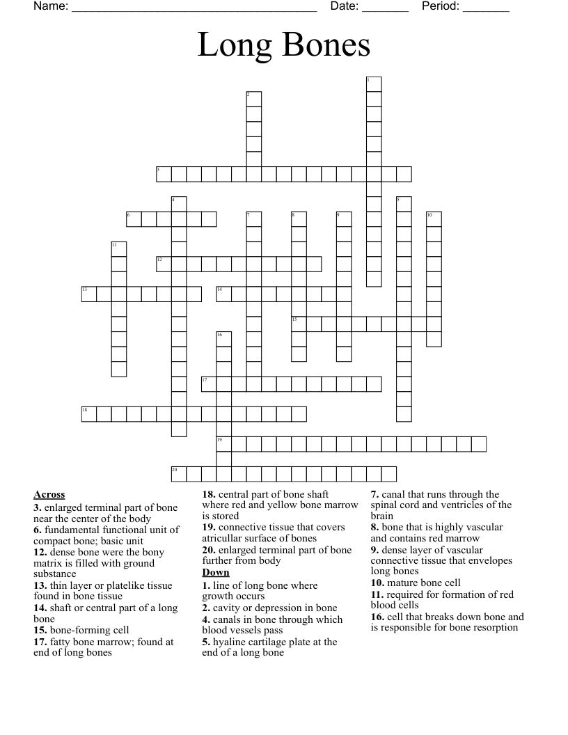 Long Bones Crossword