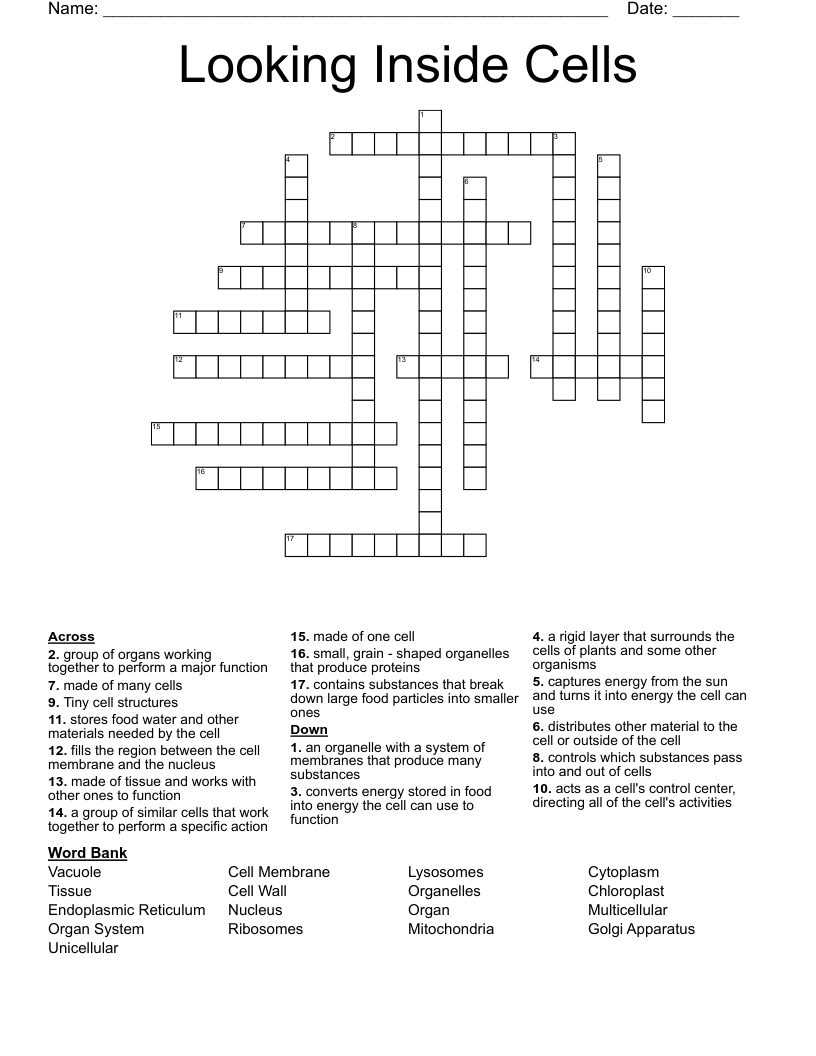 Looking Inside Cells Crossword