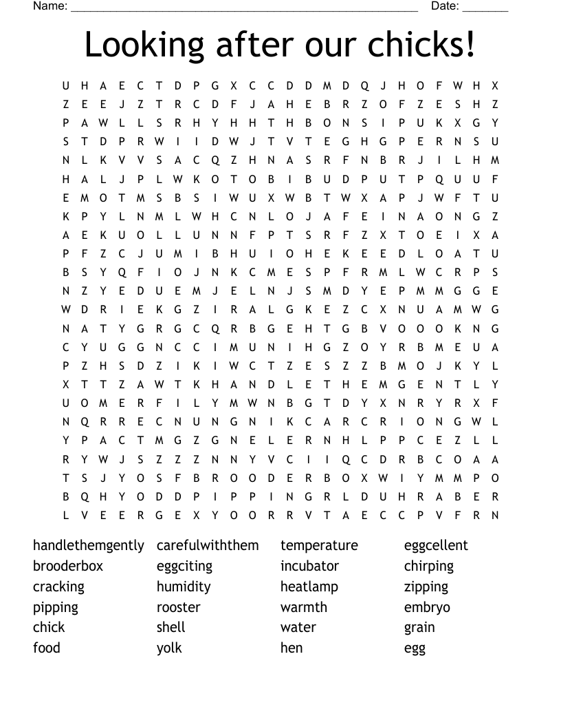 Looking after our chicks! Word Search